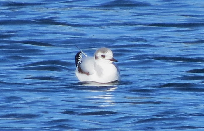 Little Gull