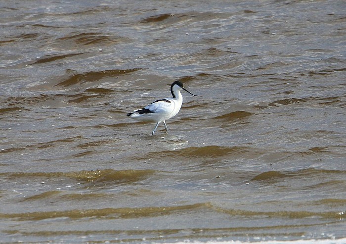 Avocet
