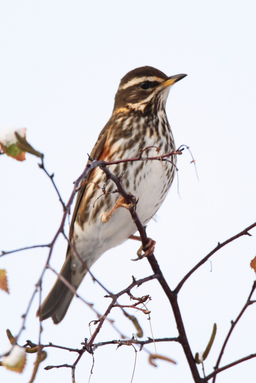 Redwing