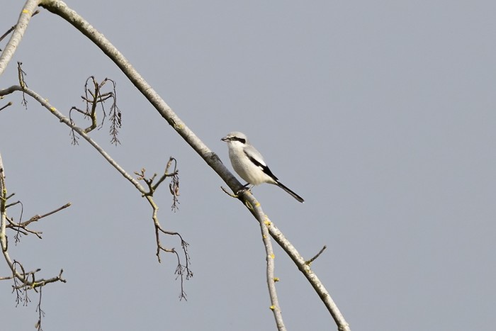 Great Grey Shrike