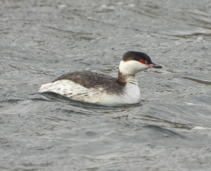 Slavonian Grebe