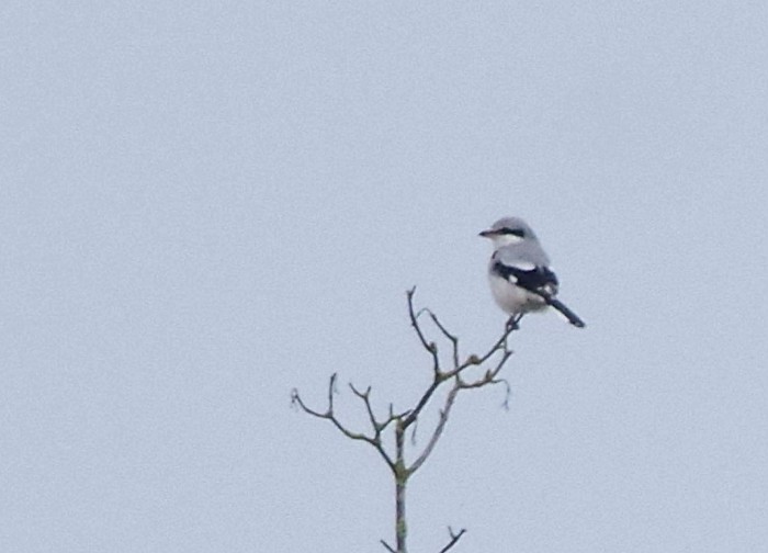 Great Grey Shrike
