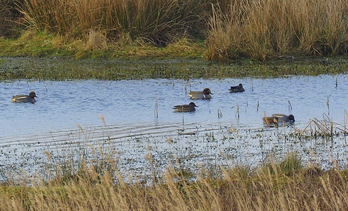 Green-winged Teal