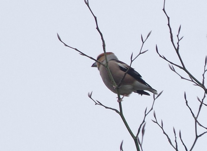 Hawfinch