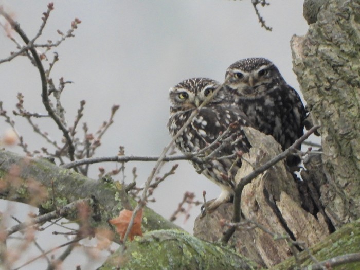 Little Owl