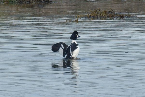 Barrow's Goldeneye