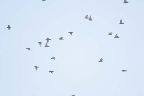 Waxwing