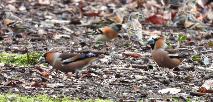 Hawfinch