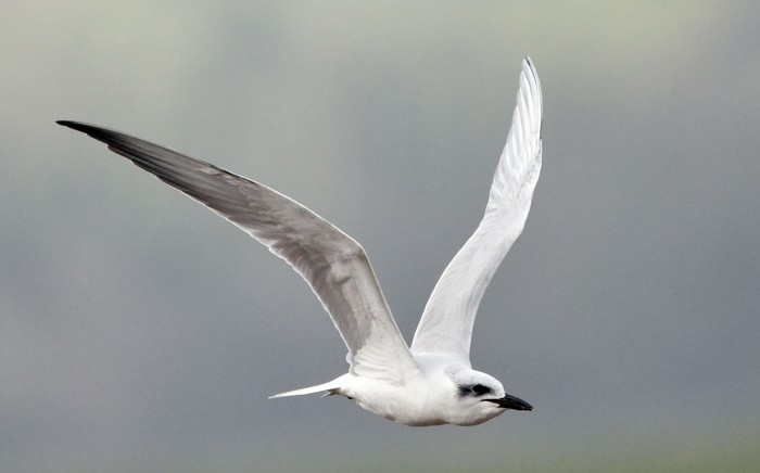 Gull-billed Tern