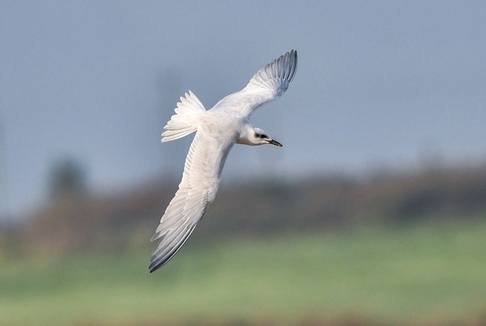 Gull-billed Tern
