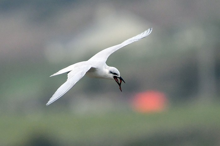 Gull-billed Tern