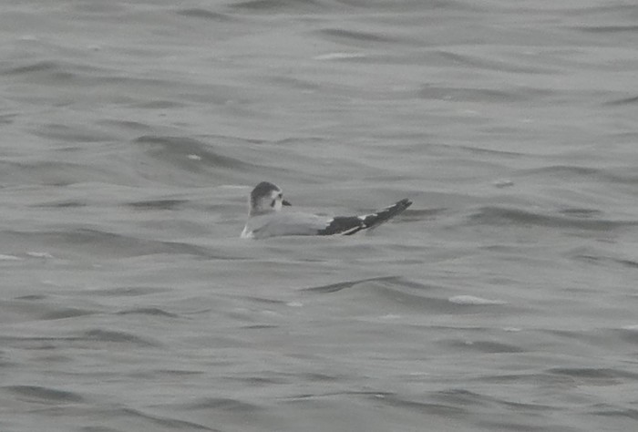 Little Gull