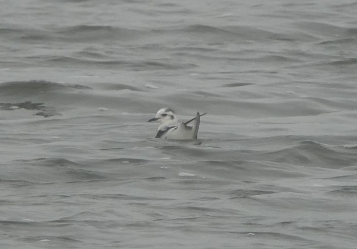 Little Gull