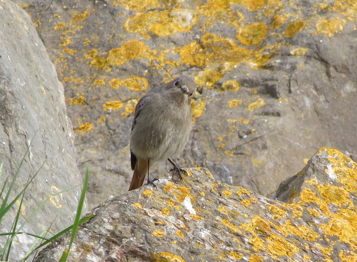 Black Redstart