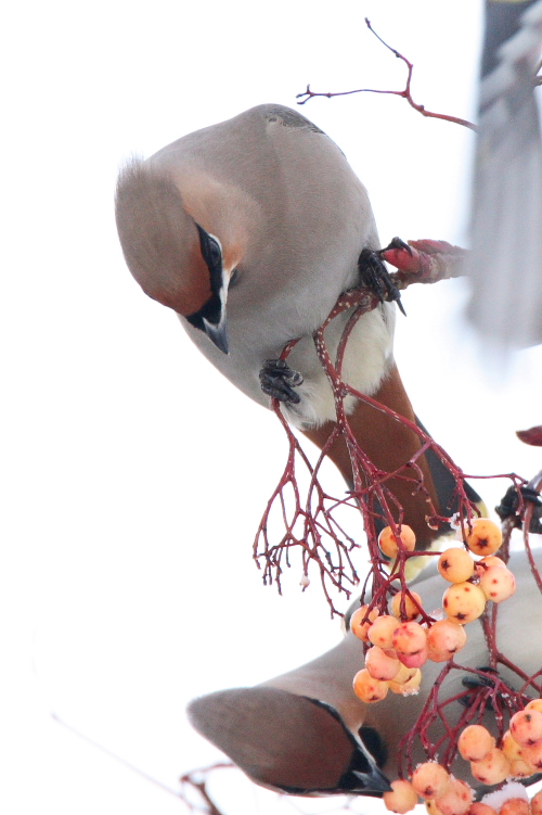 Waxwing