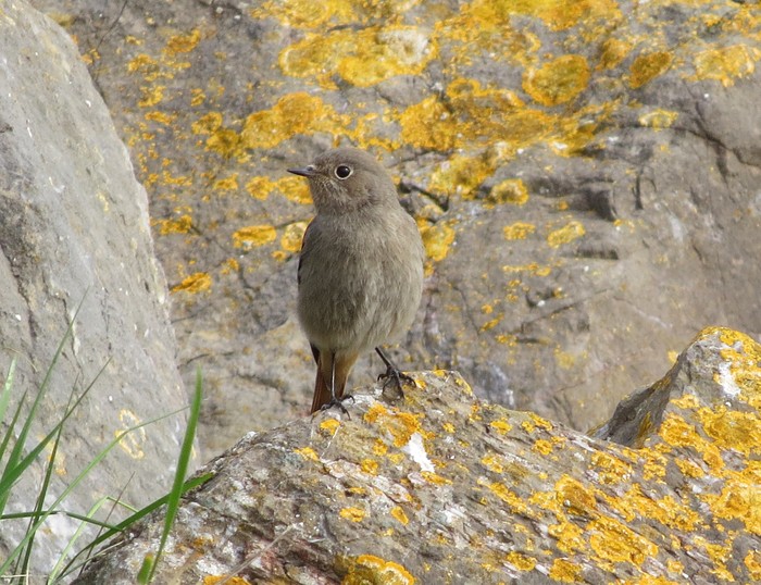 Black Redstart