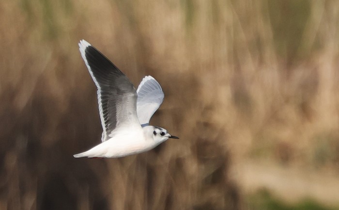 Little Gull