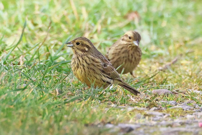 Cirl Bunting