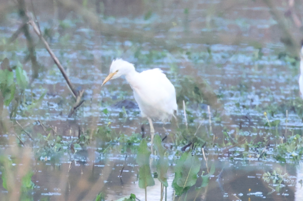 Cattle Egret
