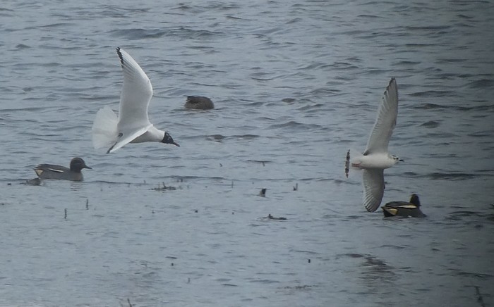 Little Gull