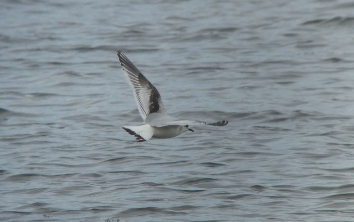 Little Gull