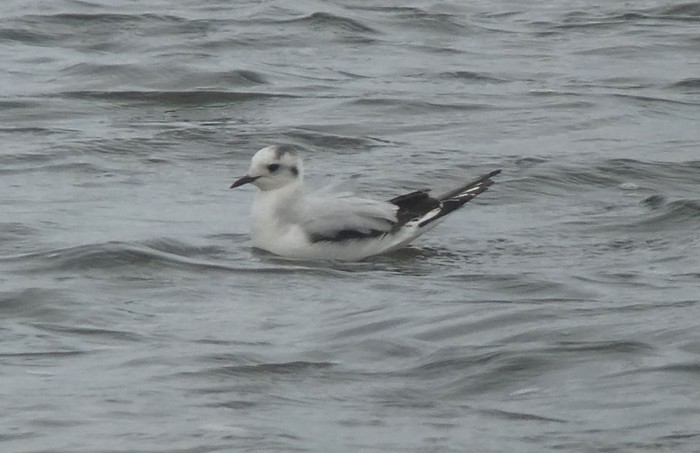 Little Gull