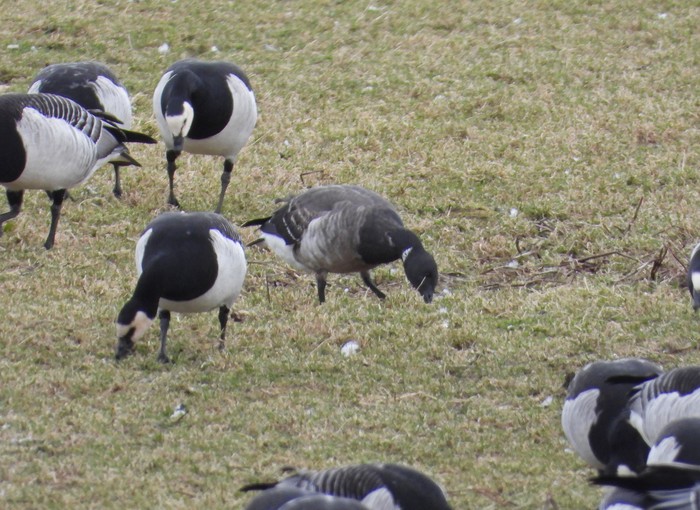 Grey-bellied Brant