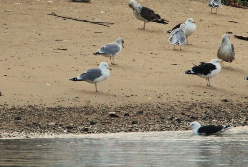 Caspian Gull