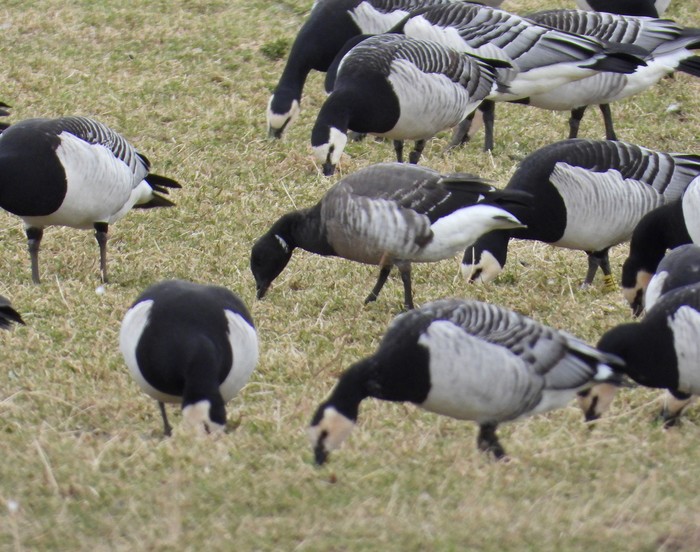 Grey-bellied Brant