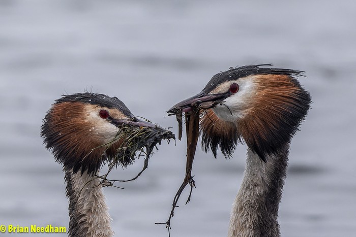 Great Crested Grebe