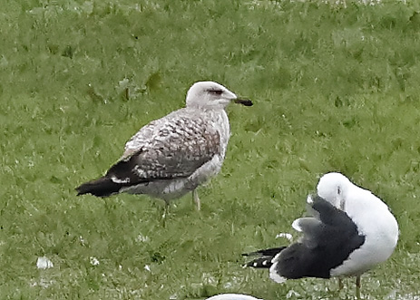 Caspian Gull