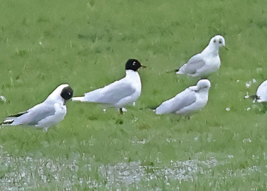 Mediterranean Gull