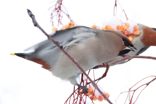 Waxwing