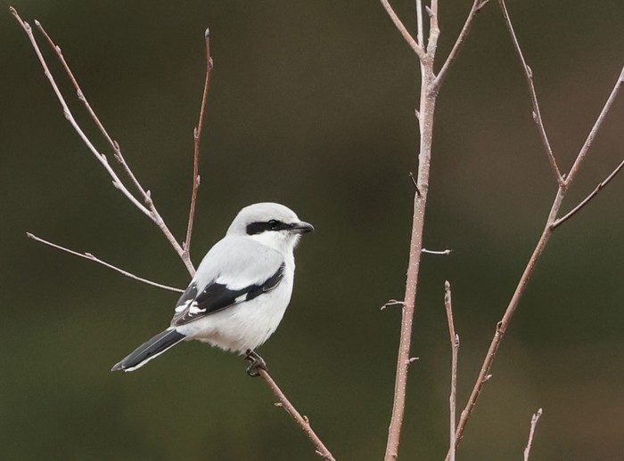 Great Grey Shrike