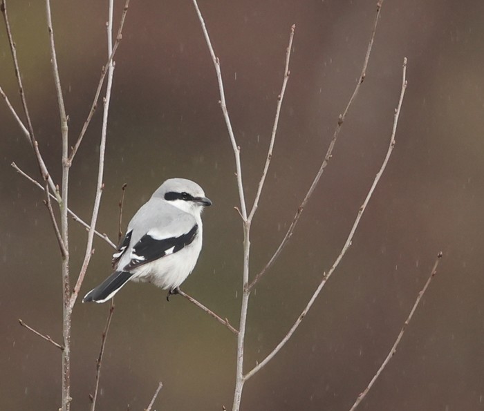 Great Grey Shrike