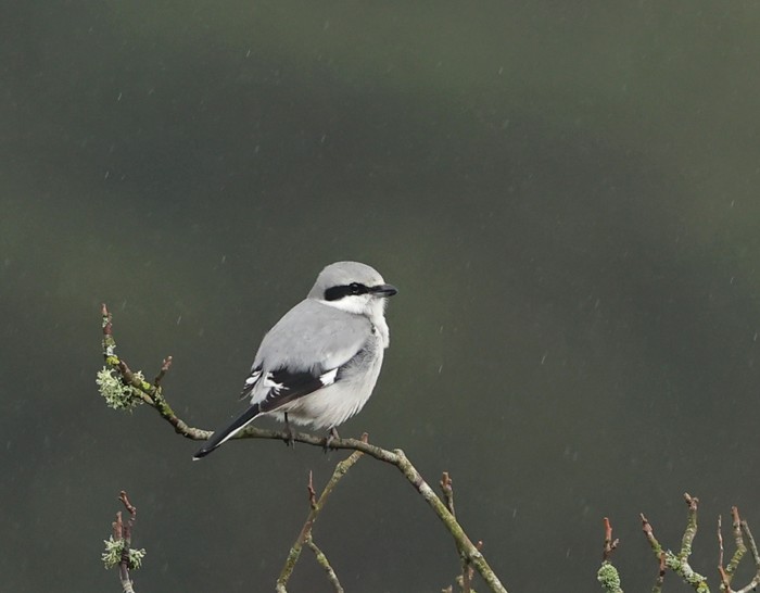 Great Grey Shrike