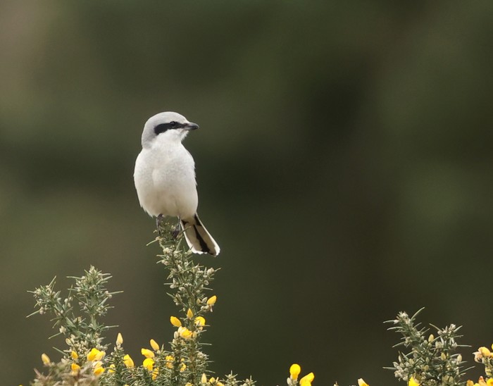 Great Grey Shrike