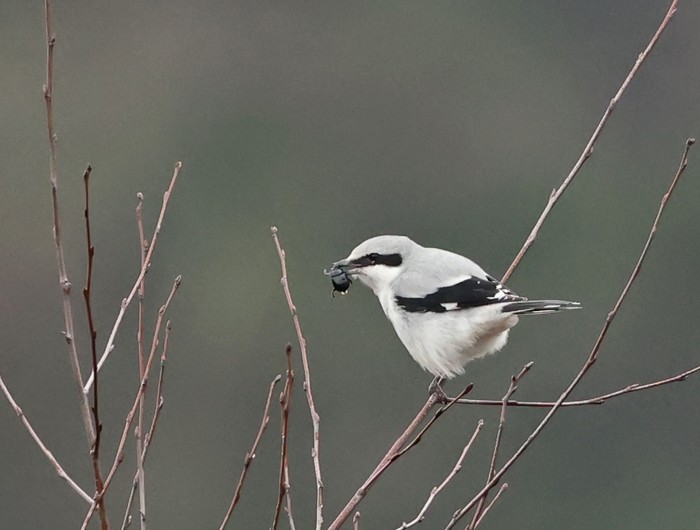 Great Grey Shrike