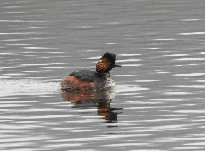 Black-necked Grebe
