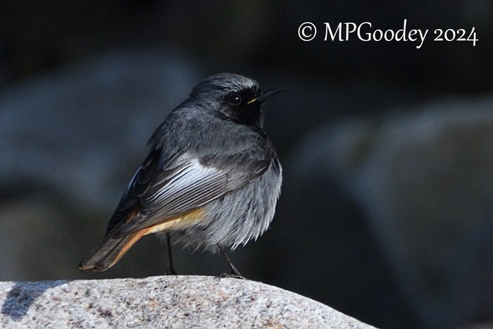 Black Redstart
