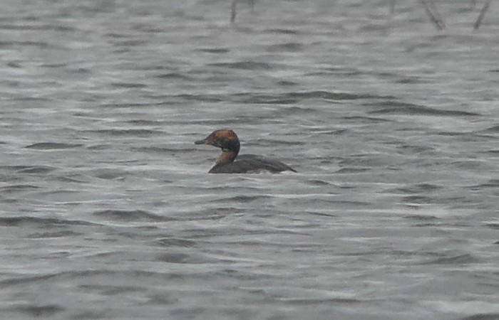 Slavonian Grebe