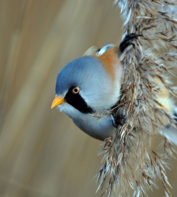 Bearded Tit 