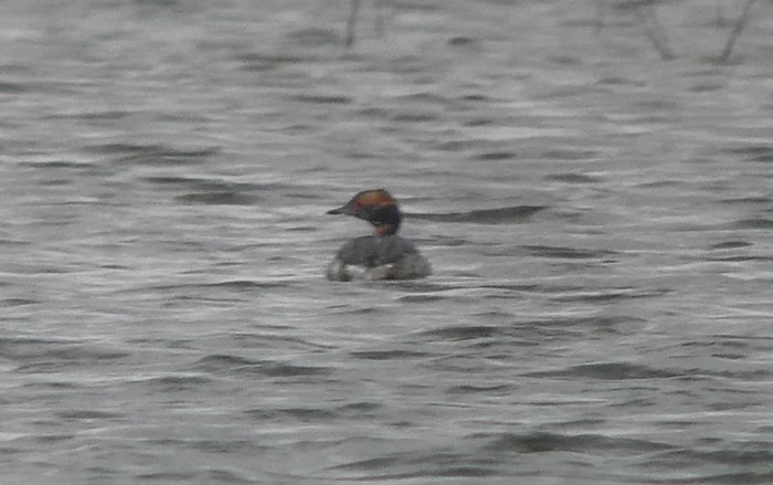 Slavonian Grebe