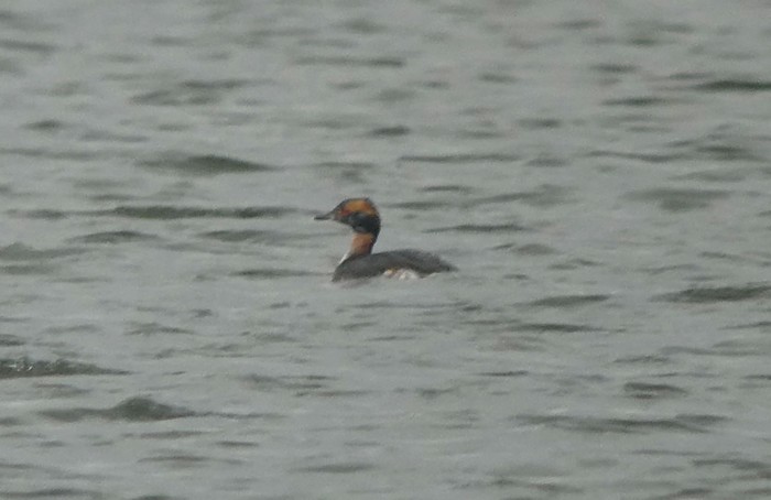 Slavonian Grebe