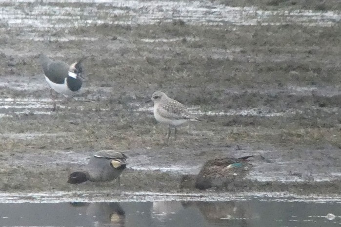 Grey Plover