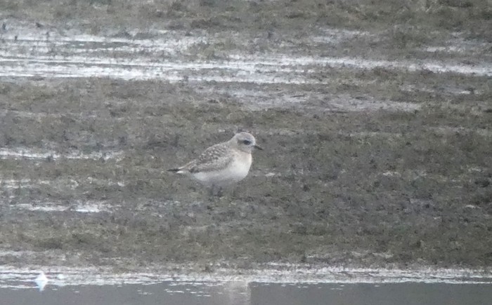 Grey Plover