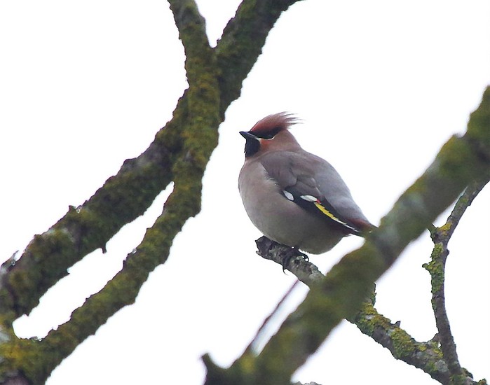 Waxwing