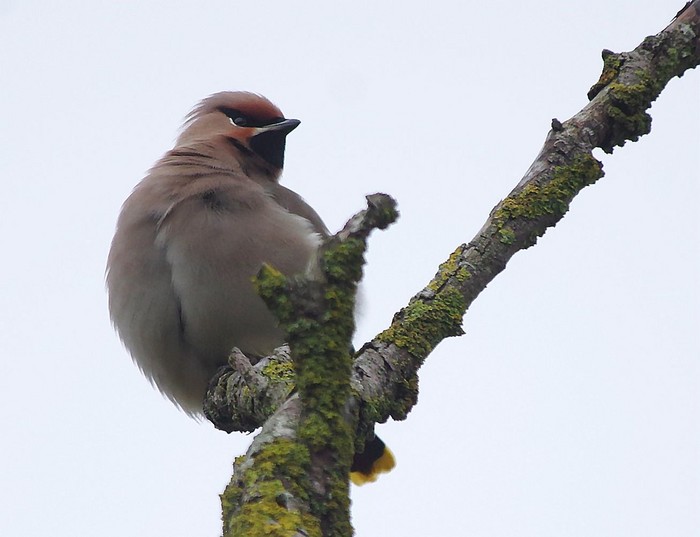 Waxwing