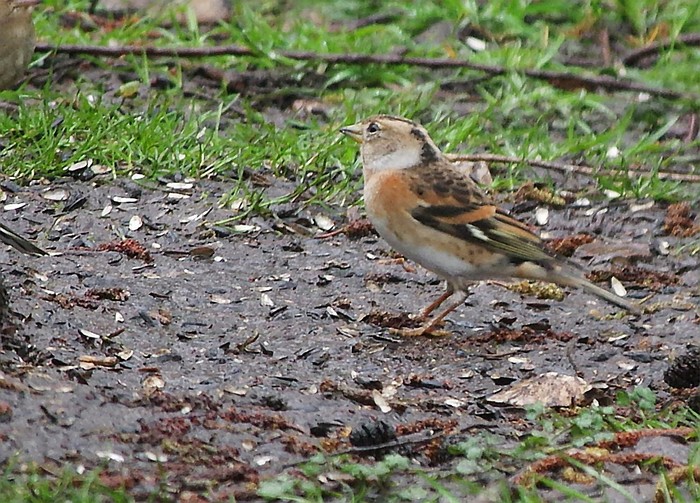 Brambling