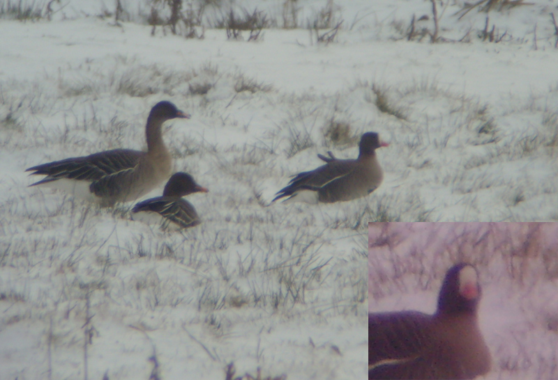 Lesser White-fronted Goose